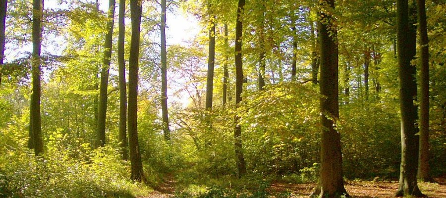 Nationalpark Hainich in Thüringen