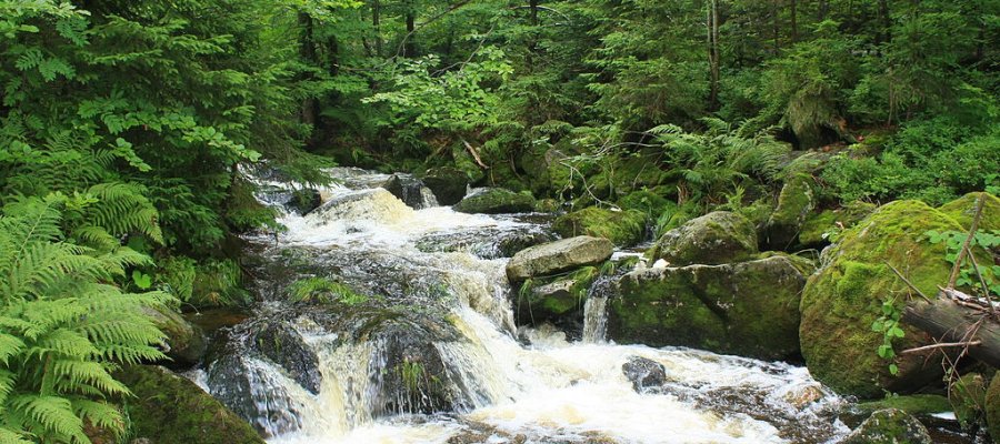 Nationalpark Bayrischer Wald in Bayern