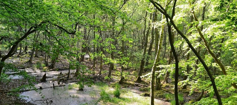 Müritz Nationalpark in Mecklenburg-Vorpommern